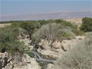 Zufluss zum Toten Meer (evtl. Wadi Tmarim) II