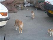 Jaffa, Katzen am Strand