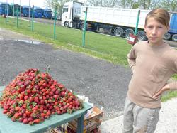 erste Erdbeeren