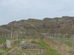 Weinterrassen bei Ihringen am Kaiserstuhl