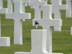 Netherlands American Cemetery and Memorial